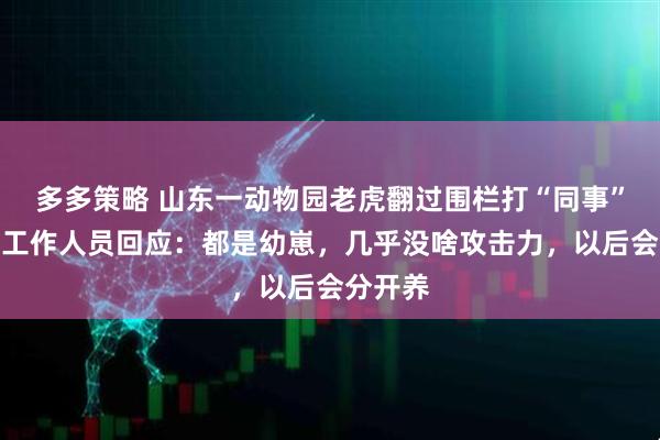多多策略 山东一动物园老虎翻过围栏打“同事”鬣狗，工作人员回应：都是幼崽，几乎没啥攻击力，以后会分开养